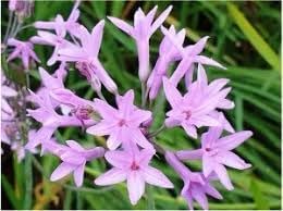 Fragrant Tulbaghia Violacea Flower Seeds For Planting