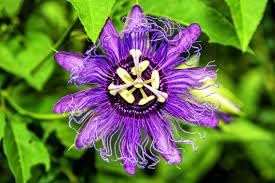Heirloom Passion Flower seeds for Planting Easy to Grow Heirloom & GMO Free Seeds for Home Garden 
 
 Sale for planting in home garden