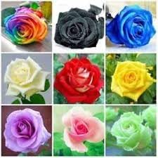 Color (Color Rose) seeds for planting in home garden