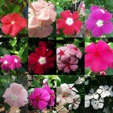 Vinca Periwinkle Flower seeds for Planting - Hardy Variety, Heirloom & GMO Free Seeds for Home Garden
 
 Sale seeds for home garden