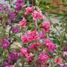Heirloom Clarkia Flower seeds for Planting Vibrant Colors Heirloom & GMO Free Seeds for Home Garden 
 
 Sale for planting in home garden