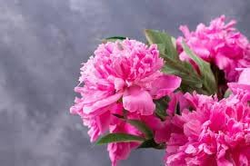 Carnations Flower seeds for Planting - Premium Quality, Heirloom & GMO Free Seeds for Home Garden
 
 Sale seeds for home garden