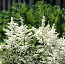 Yellow Red Double Petals Narcissus Daffodil Flower Seeds for Planting Shade Tolerant Heirloom & GMO Free Seeds for Home Garden
 
 Sale for planting in home garden