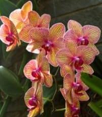 Mixed Sundew for Planting Long Bloom Season Heirloom & GMO Free Seeds for Home Garden
 
 Sale for planting in home garden