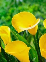 Yellow Calla Flower seeds for Planting - Garden Favorite, Heirloom & GMO Free Seeds for Home Garden
 
 Sale seeds for planting in home garden