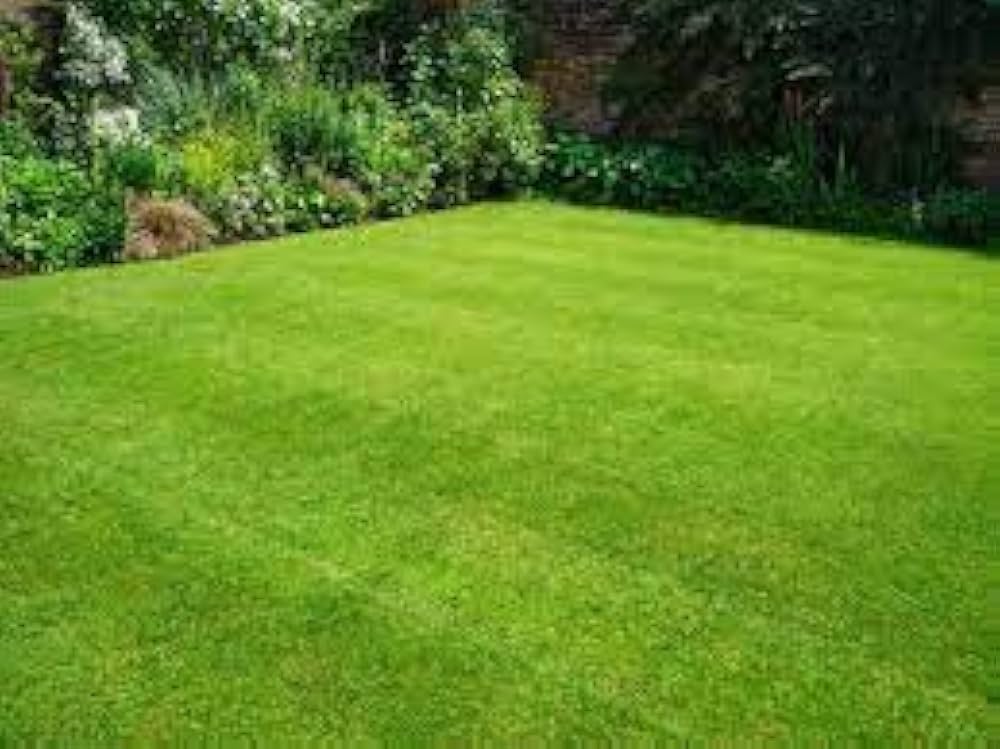 Grass Plant Poaceae family for planting in vegetable patch or urban garden