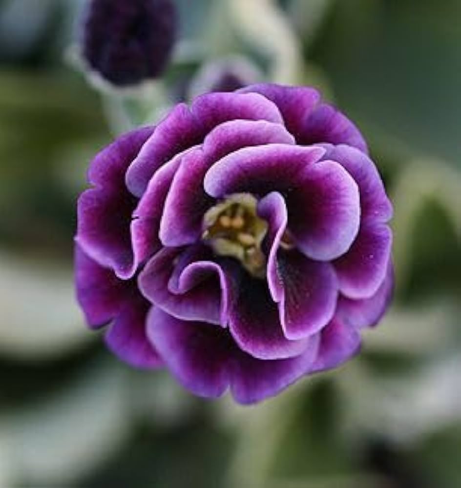 Light Purple Auriculata Flower seeds for Planting Low Maintenance Heirloom & GMO Free Seeds for Home Garden
 
 Sale seeds for home garden planting