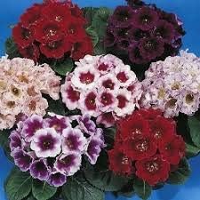 Violet Dahlia Flower Seeds for Planting Compact Growth Heirloom & GMO Free Seeds for Home Garden
 
 Sale for planting in home garden
