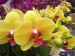 Heirloom Butterfly Orchid Flower seeds for Planting Low Maintenance Heirloom & GMO Free Seeds for Home Garden
Sale for planting in home garden