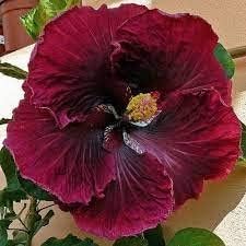 Red Black Hibiscus Flower Seeds for Planting Pollinator Friendly Heirloom & GMO Free Seeds for Home Garden
 
 Sale for planting in home garden