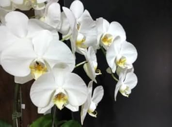 White Phalaenopsis Orchids Seeds Flower seeds for Planting All Season Planting Heirloom & GMO Free Seeds For Home Garden 
 
 Sale for planting in home garden