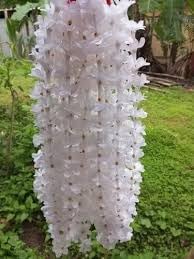 Rhynchostylis Retusa Alba Flower seeds for Planting Premium Quality Heirloom & GMO Free Seeds for Home Garden 
 
 Sale for planting in home garden