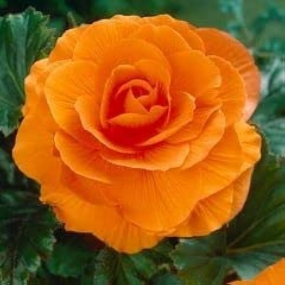 Camellia Orange Flower seeds for Planting - Vibrant Colors, Heirloom & GMO Free Seeds for Home Garden
 
 Sale seeds for planting in home garden
