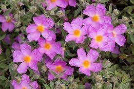 CISTUS Flower seeds for Planting - Vibrant Colors, Heirloom & GMO Free Seeds for Home Garden
 
 Sale for planting in home garden.