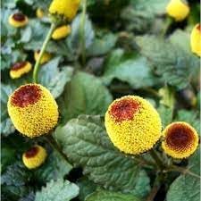 Oleracea Flower seeds for Planting - Perfect for Borders, Heirloom & GMO Free Seeds for Home Garden
 
 Sale for planting in home garden