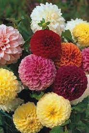 Mix Dahlia Pompon Flower seeds for Planting - Wildflower Mix, Heirloom & GMO Free Seeds for Home Garden
 
 Sale seeds for home garden