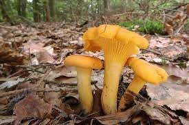 Yellow Mushrooms Planting Seeds