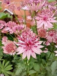 Astrantia Pincushion Seeds For Planting Flower