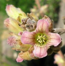 Pink Kalanchoe Beharensis Flower seeds for Planting Vibrant Colors Heirloom & GMO Free Seeds for Home Garden 
 
 Sale seeds for home garden planting