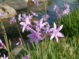 Tulbaghia Flower seeds for Planting - Bright Blooms, Heirloom & GMO Free Seeds for Home Garden
 
 Sale for planting in home garden.