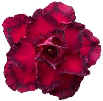 Adenium Flower seeds for Planting - Fragrant Blossoms, Heirloom & GMO Free Seeds for Home Garden
 
 Sale for planting in home garden.