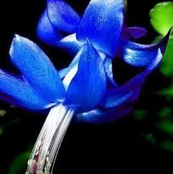 Blue Zygocactus Flower seeds for Planting - Seasonal Bloomer, Heirloom & GMO Free Seeds for Home Garden
 
 Sale for planting in home garden.
