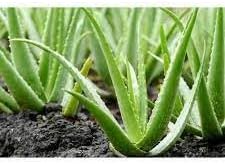 Aloe Vera Flower seeds for Planting - Premium Quality, Heirloom & GMO Free Seeds for Home Garden
 
 Sale seeds for home garden