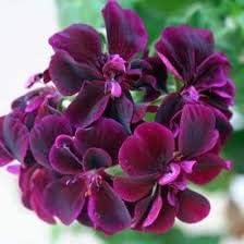 Dark Pink Black Geranium Flower Seeds for Planting, Heirloom Non-GMO Organic Garden Seeds
 
 Sale seeds for home garden