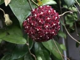 Pink Buddleia Flower Seeds for Planting Shade Tolerant Heirloom & GMO Free Seeds for Home Garden
 
 Sale for planting in home garden