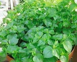 Pellucida Flower seeds for Planting - Perfect for Borders, Heirloom & GMO Free Seeds for Home Garden
 
 Sale seeds for home garden
