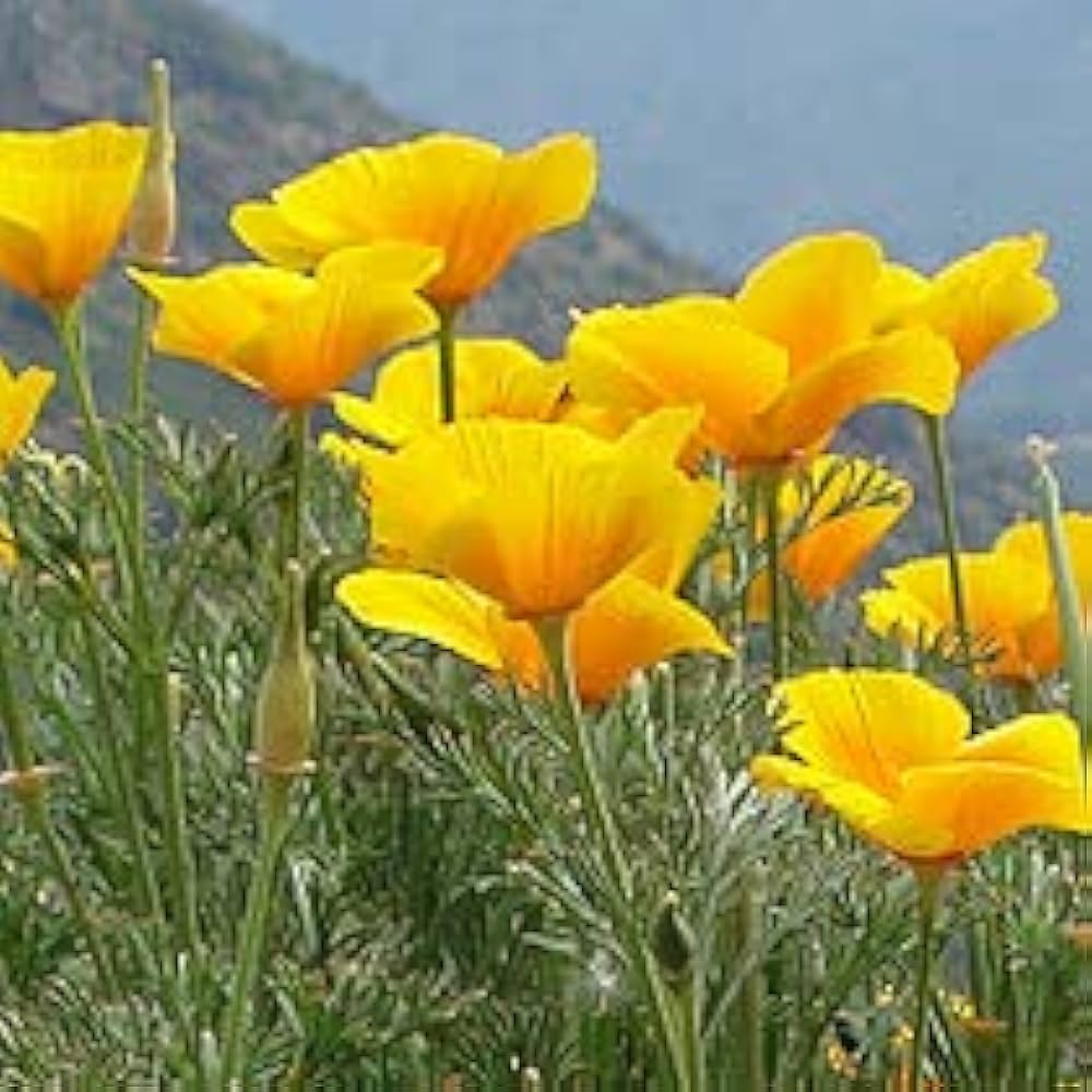 Yellow Eschscholtzia Planting Seeds