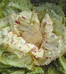 Castelfranco Radicchio Seeds For Unique Leaf Planting Flower