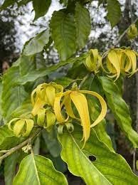 Ylang Flower seeds for Planting - Premium Quality, Heirloom & GMO Free Seeds for Home Garden
 
 Sale seeds for planting in home garden