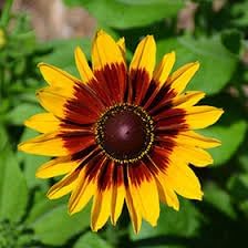 Cutleaf ConeFlower seeds for Planting - Cottage Garden Essential, Heirloom & GMO Free Seeds for Home Garden
 
 Sale seeds for home garden