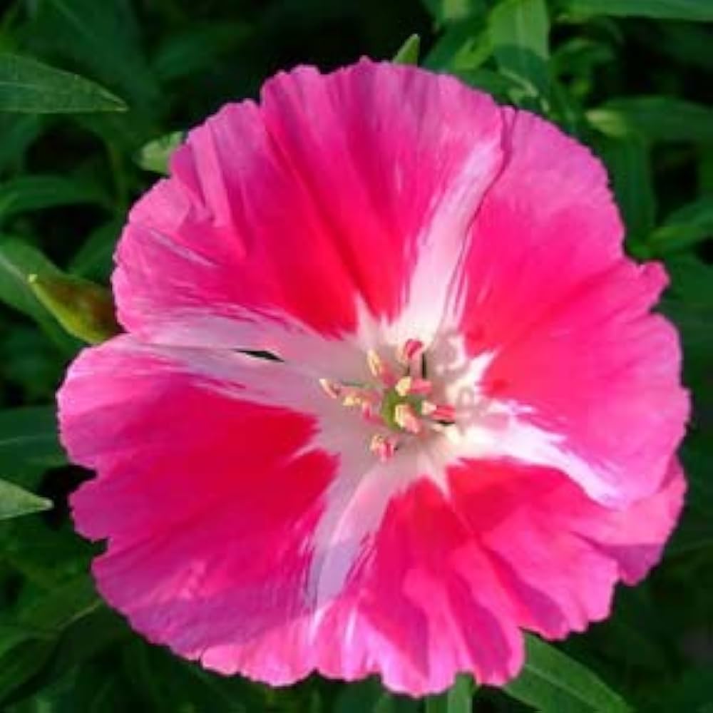 Pink Godetia Flower seeds for Planting - Pollinator Friendly, Heirloom & GMO Free Seeds for Home Garden
 
 Sale for planting in home garden.