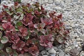 Mixed Ranunculus Flower Seeds Sun Loving Heirloom & GMO Free Seeds for Home Garden
 
 Sale for planting in home garden