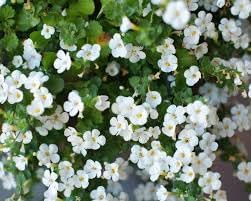 Heirloom Waterhyssop Flower seeds for Planting Colorful Display Heirloom & GMO Free Seeds for Home Garden 
 
 Sale for planting in home garden