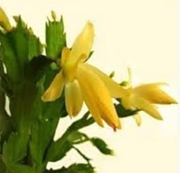 Yellow Zygocactus Truncatus Flower seeds for Planting Pollinator Friendly Heirloom & GMO Free Seeds for Home Garden 
 
 Sale seeds for home garden planting