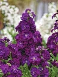 Yellow Brown Oxalis Flower Seeds for Planting Cut Flower Favorite Heirloom & GMO Free Seeds for Home Garden
 
 Sale for planting in home garden