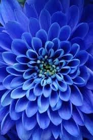 Dahlia Sky Blue Flower seeds for Planting - Fragrant Blossoms, Heirloom & GMO Free Seeds for Home Garden
 
 Sale seeds for home garden