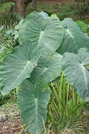 Heirloom Colocasia Flower seeds for Planting Bright Blooms Heirloom & GMO Free Seeds for Home Garden 
 
 Sale for planting in home garden