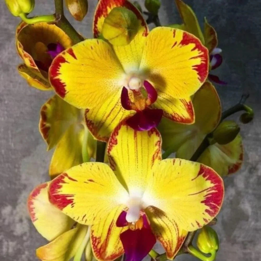 Dark Yellow Orchid Flower Seeds For Easy Planting