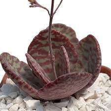 Red Kalanchoe Humilis Plant Seeds Planting Seeds