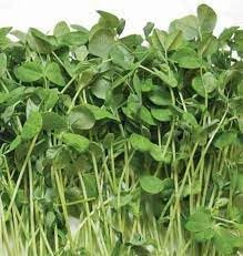 Nutritious Microgreens Seeds For Planting Vegetable Seeds