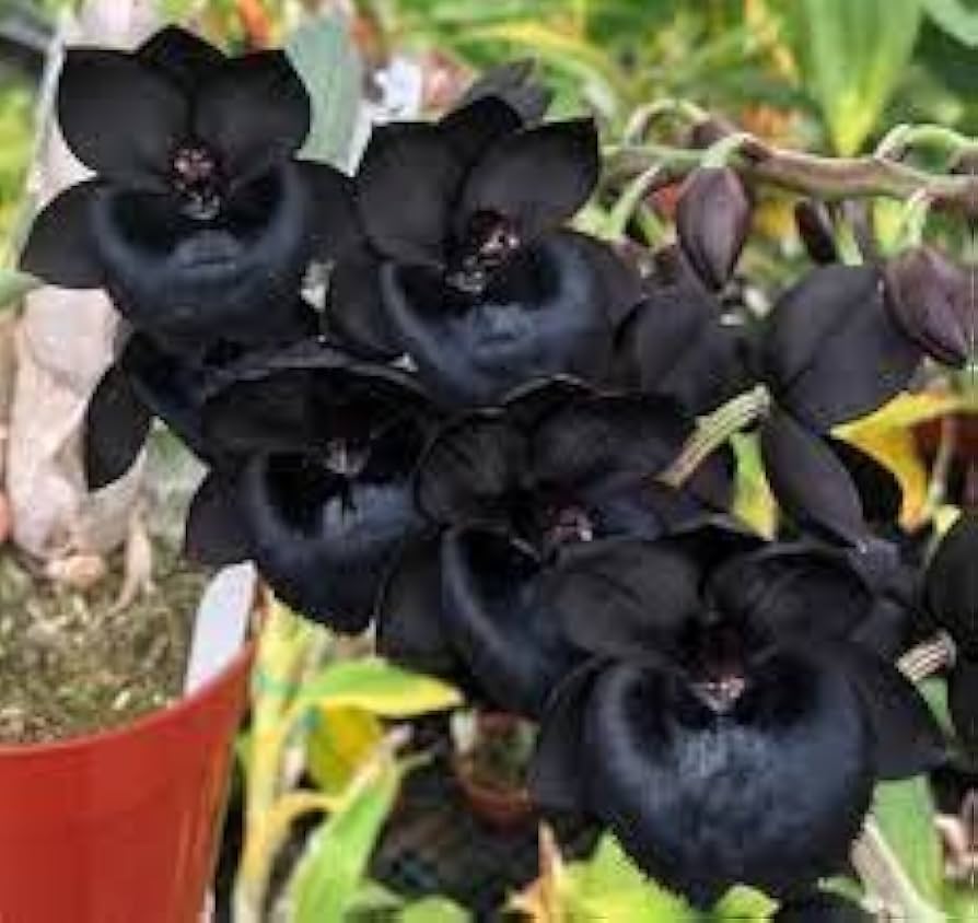 Black Dendrobium Flower seeds for Planting - Sun Loving, Heirloom & GMO Free Seeds for Home Garden
 
 Sale seeds for home garden