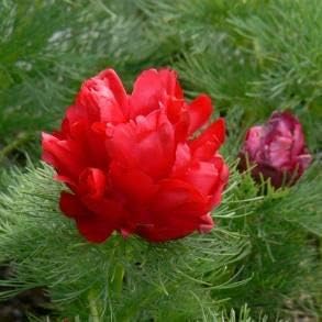 Double Flowering Fernleaf Peony Seeds – Heirloom Non-GMO Blooms for Garden Planting
 
 Sale seeds for home garden