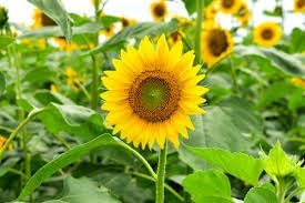Sunflower (Sunflower Flower) seeds for planting in home garden
