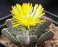 Echter Tigerrachen Flower seeds for Planting - Shade Tolerant, Heirloom & GMO Free Seeds for Home Garden
 
 Sale seeds for home garden