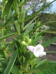 Nutty Sesame Plant Seeds For Planting