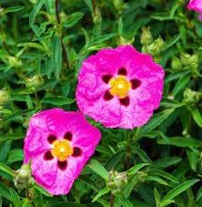 Hardy Cistus Flower Seeds For Planting